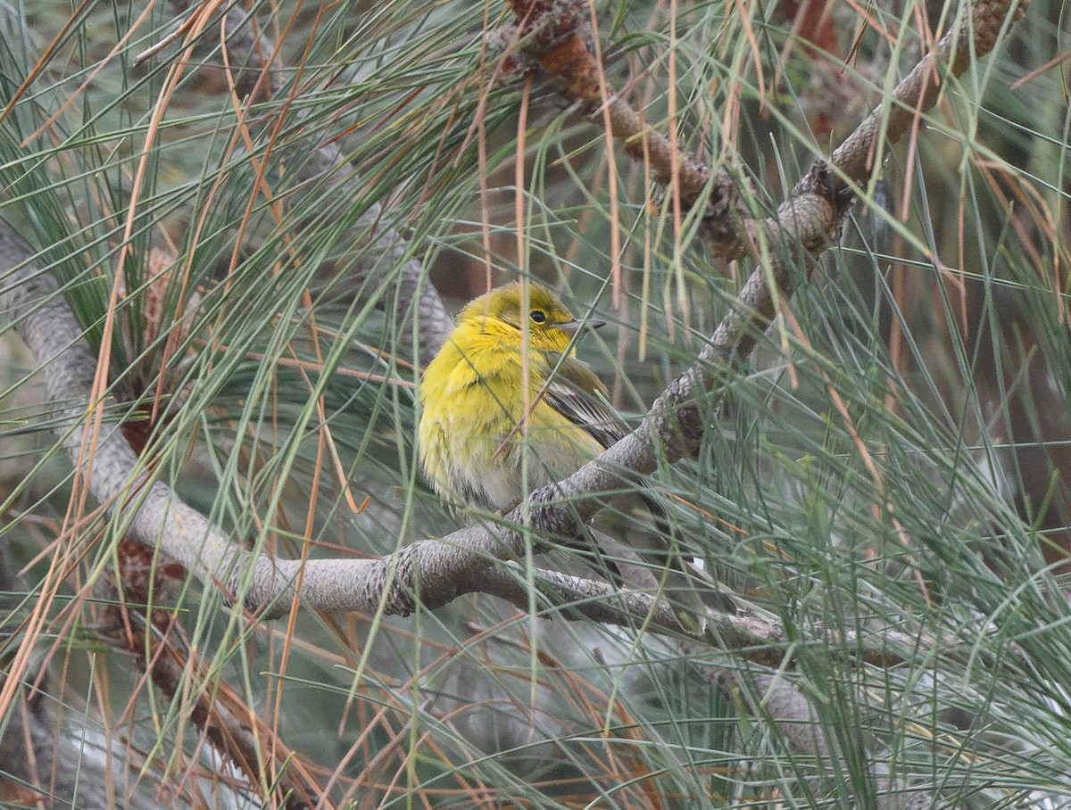 Pine Warbler - ML646481708