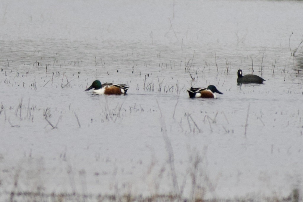 lžičák pestrý - ML646481712