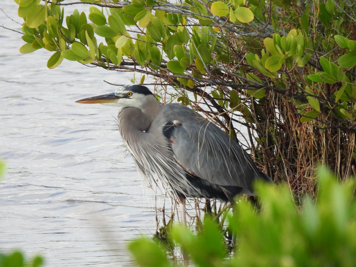 Great Blue Heron - ML646481716