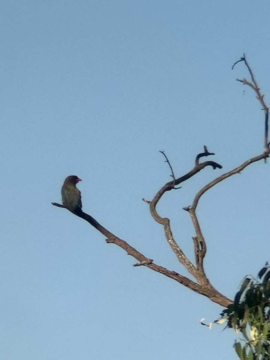 Dollarbird - ML646481727