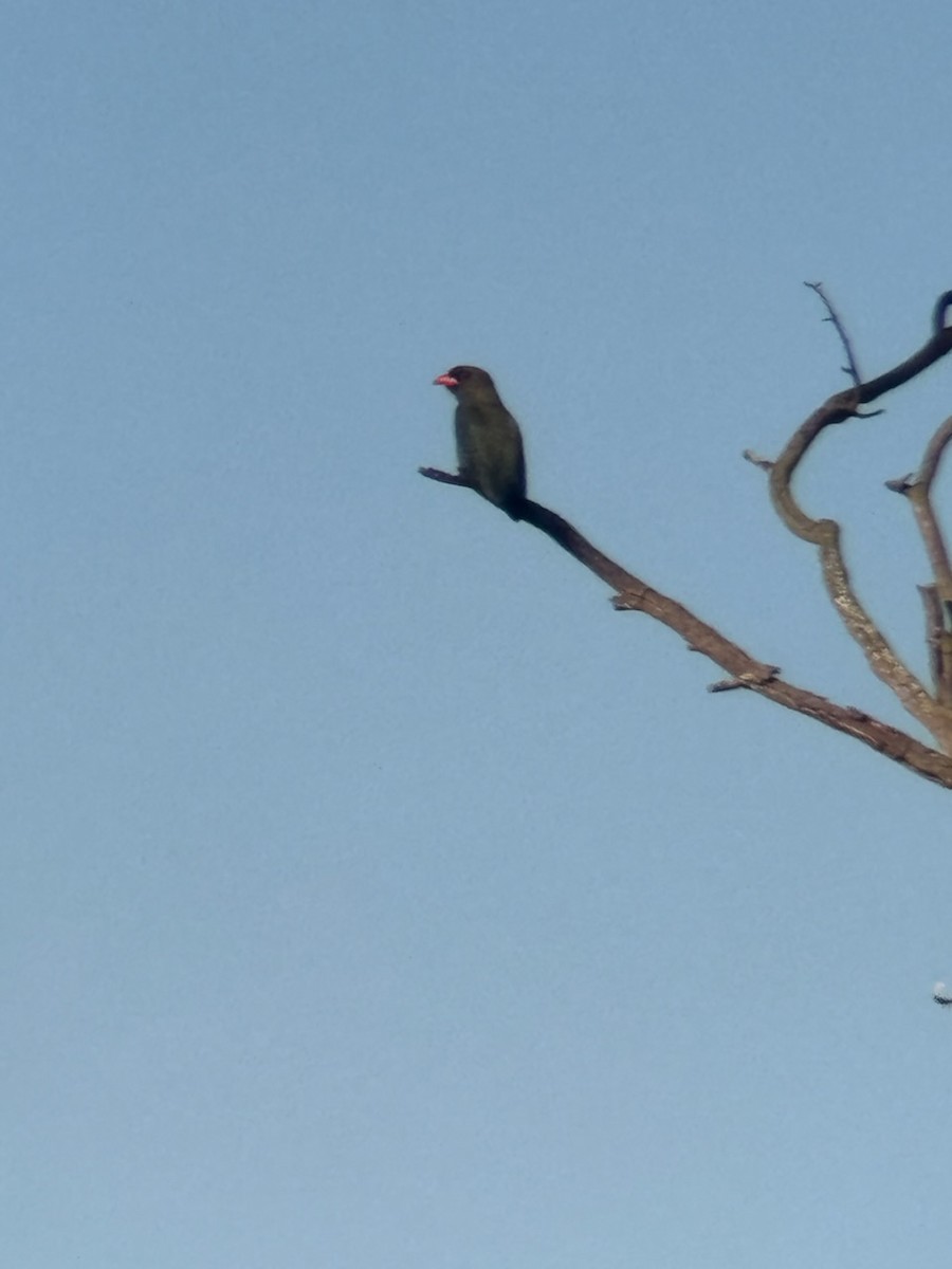 Dollarbird - ML646481728