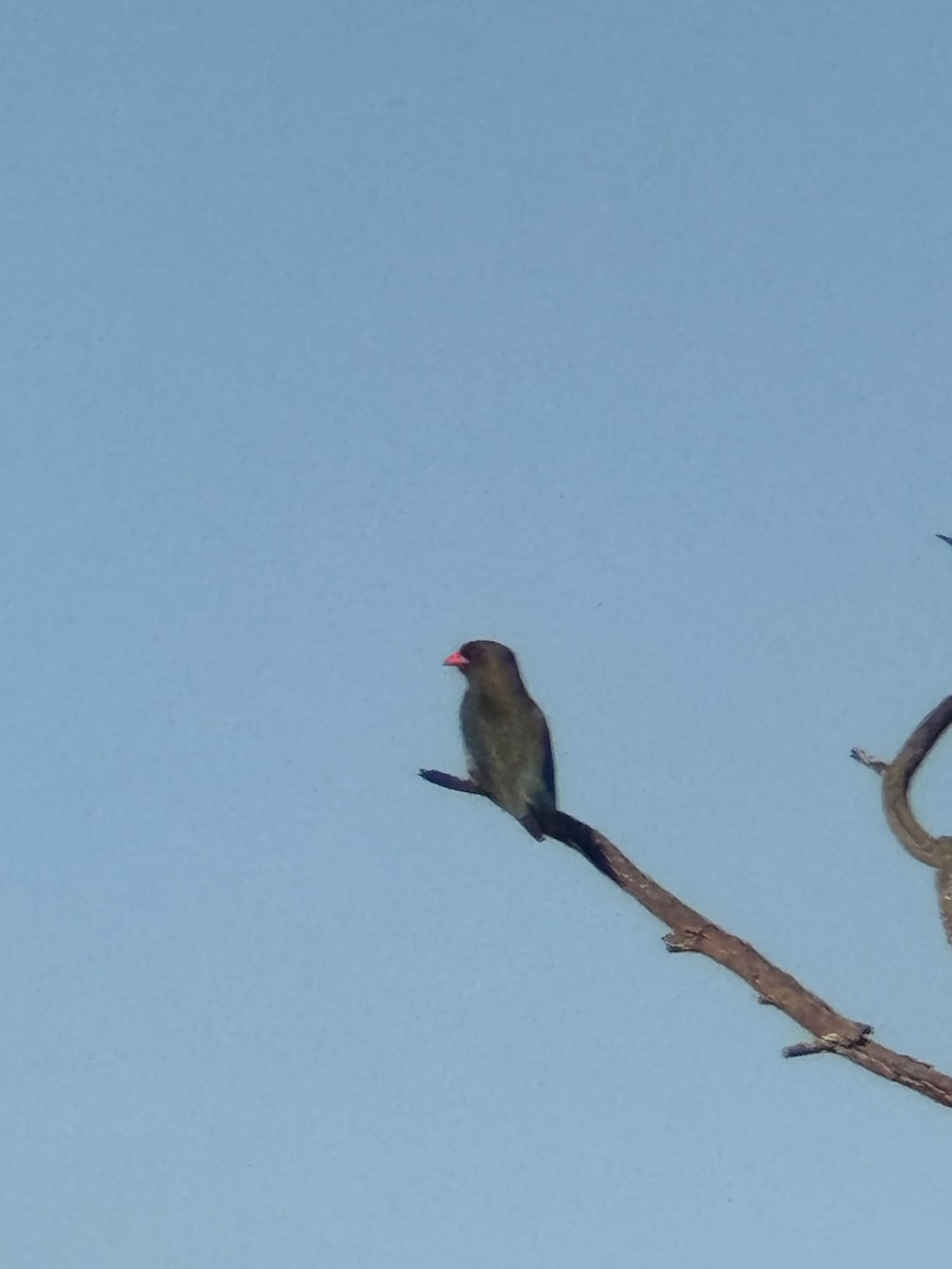 Dollarbird - ML646481729