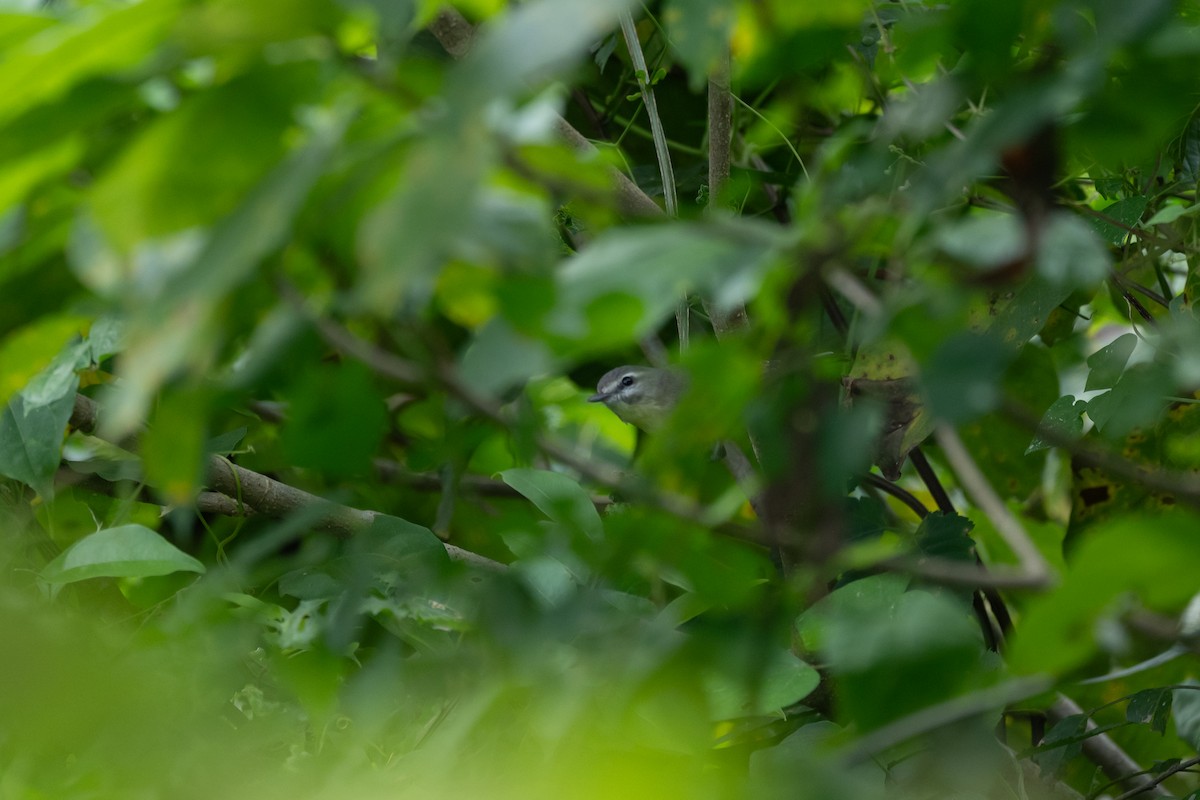 Philadelphia Vireo - ML646481730