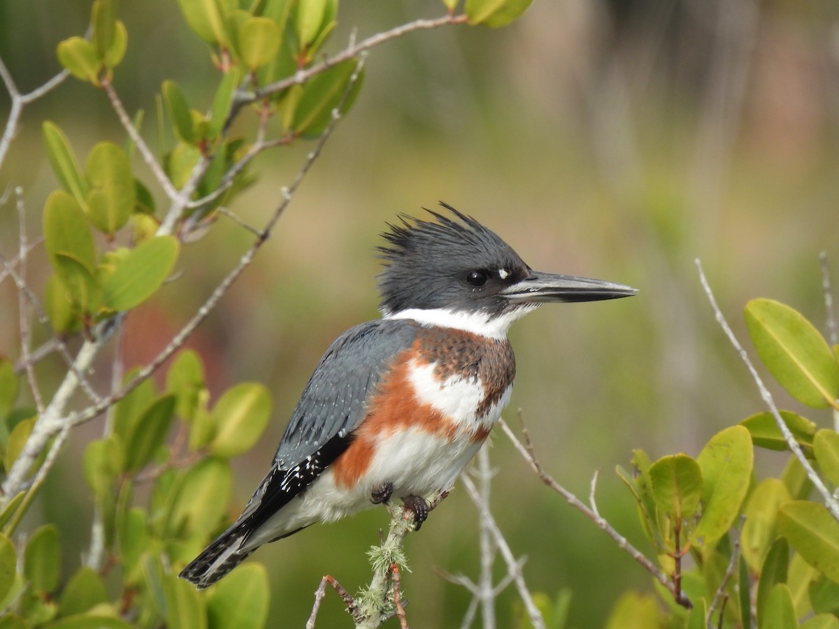 Belted Kingfisher - ML646481731