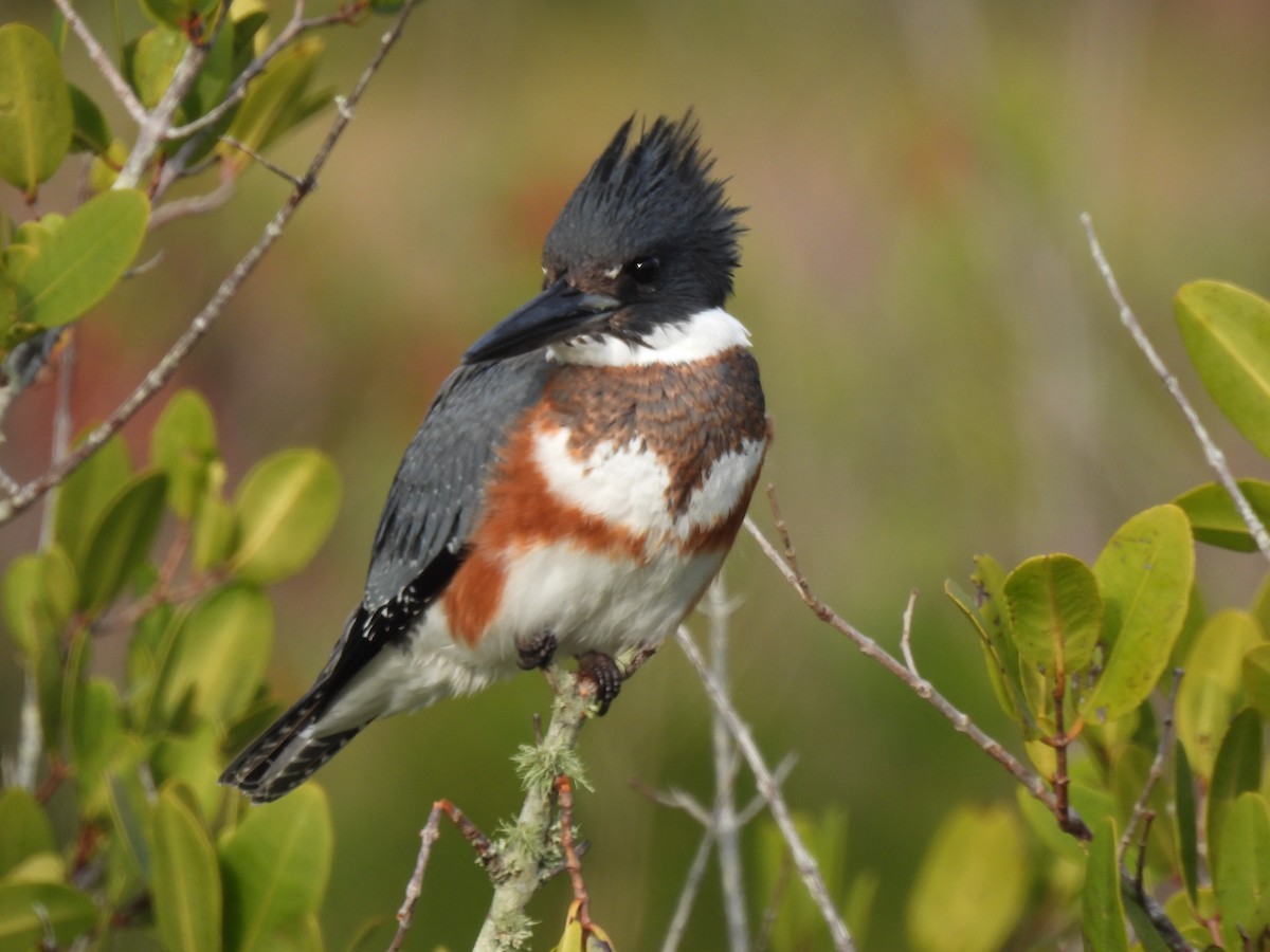 Belted Kingfisher - ML646481732