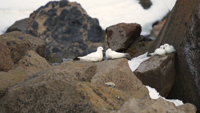 Snow Petrel - ML646481734