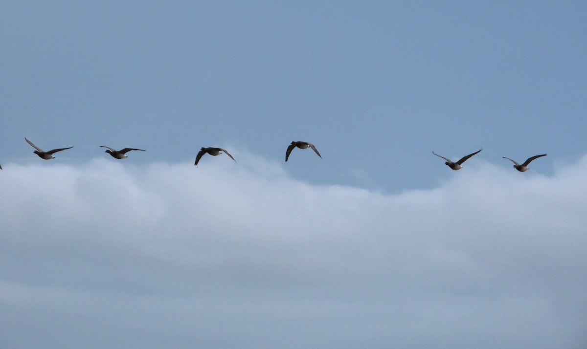 Казарка чорна - ML646481735