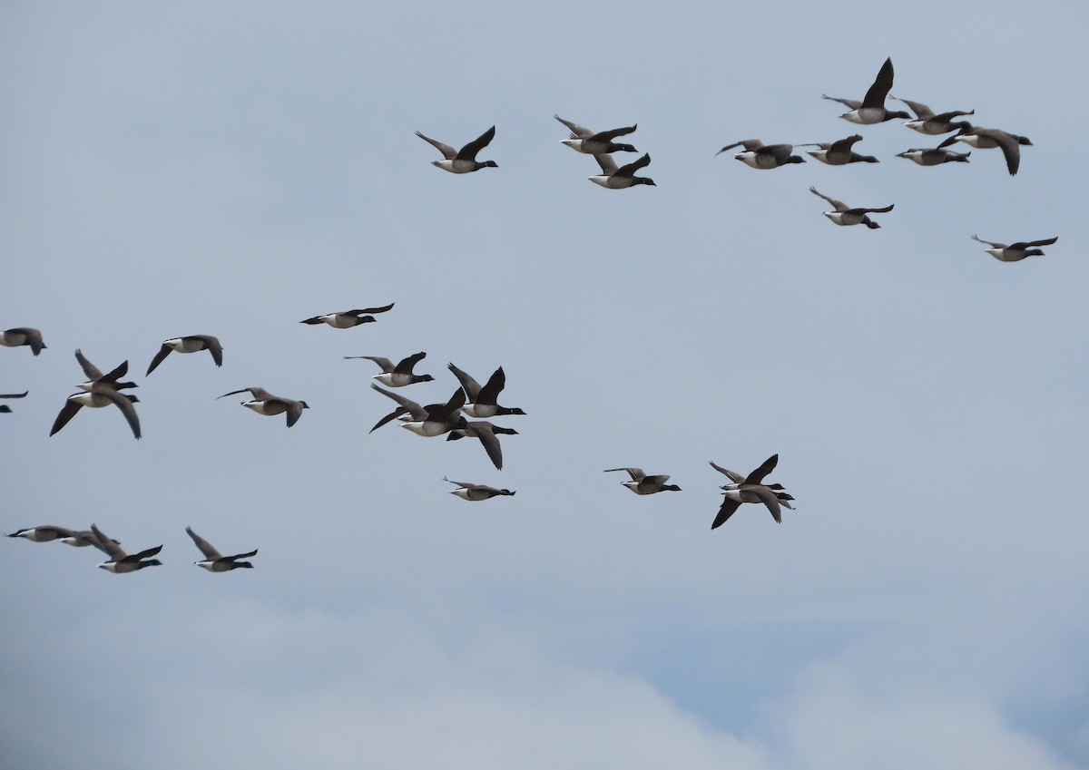 Казарка чорна - ML646481736