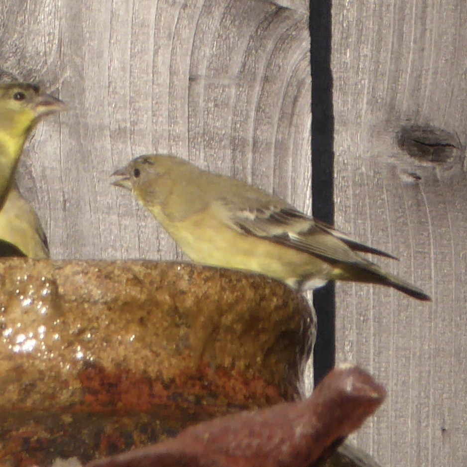 Lesser Goldfinch - ML646481738