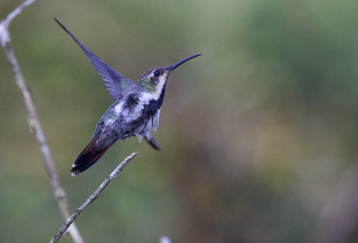 Kara Gerdanlı Mango - ML646481739