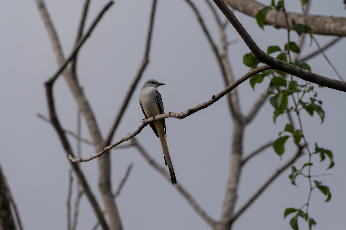 Scissor-tailed Flycatcher - ML646481742