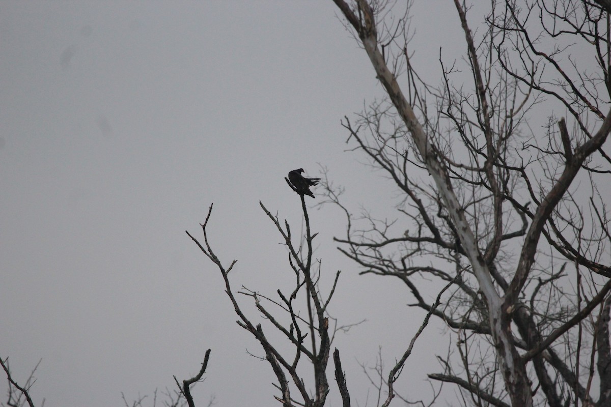 Turkey Vulture - ML646481746