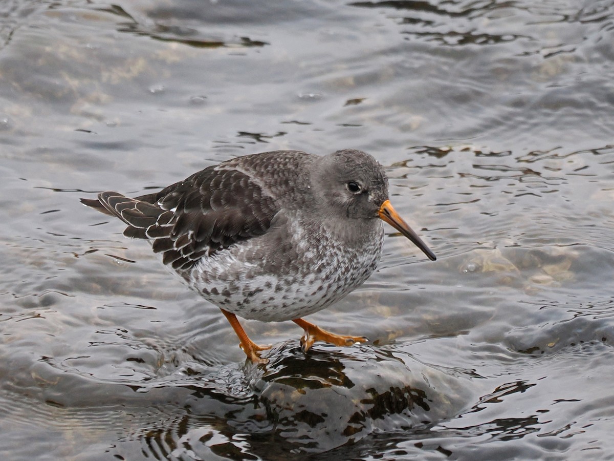 Purple Sandpiper - ML646481748