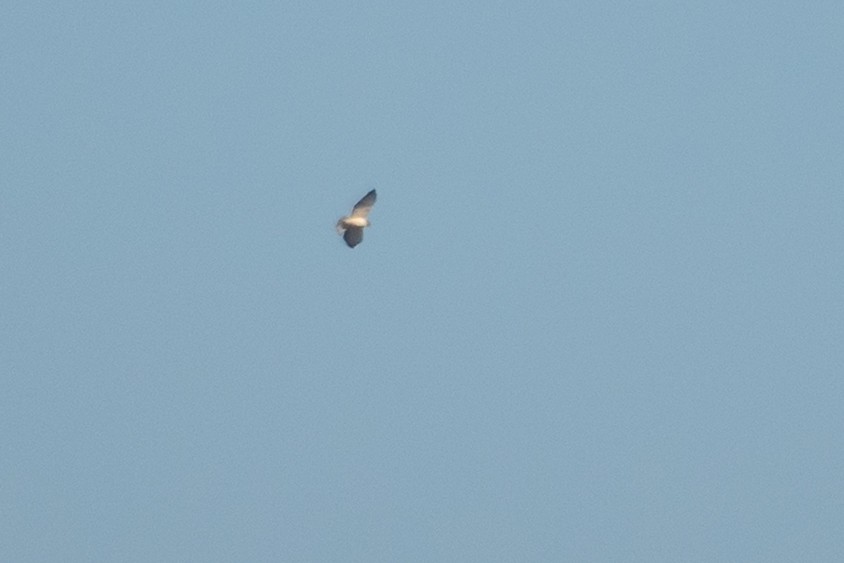 Short-tailed Hawk - ML646481750