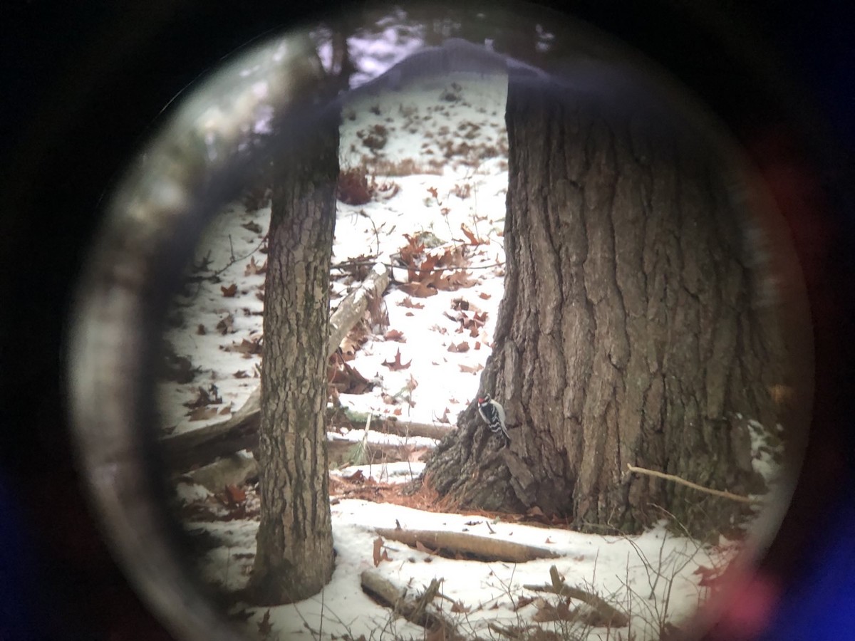 Downy Woodpecker - ML646481751