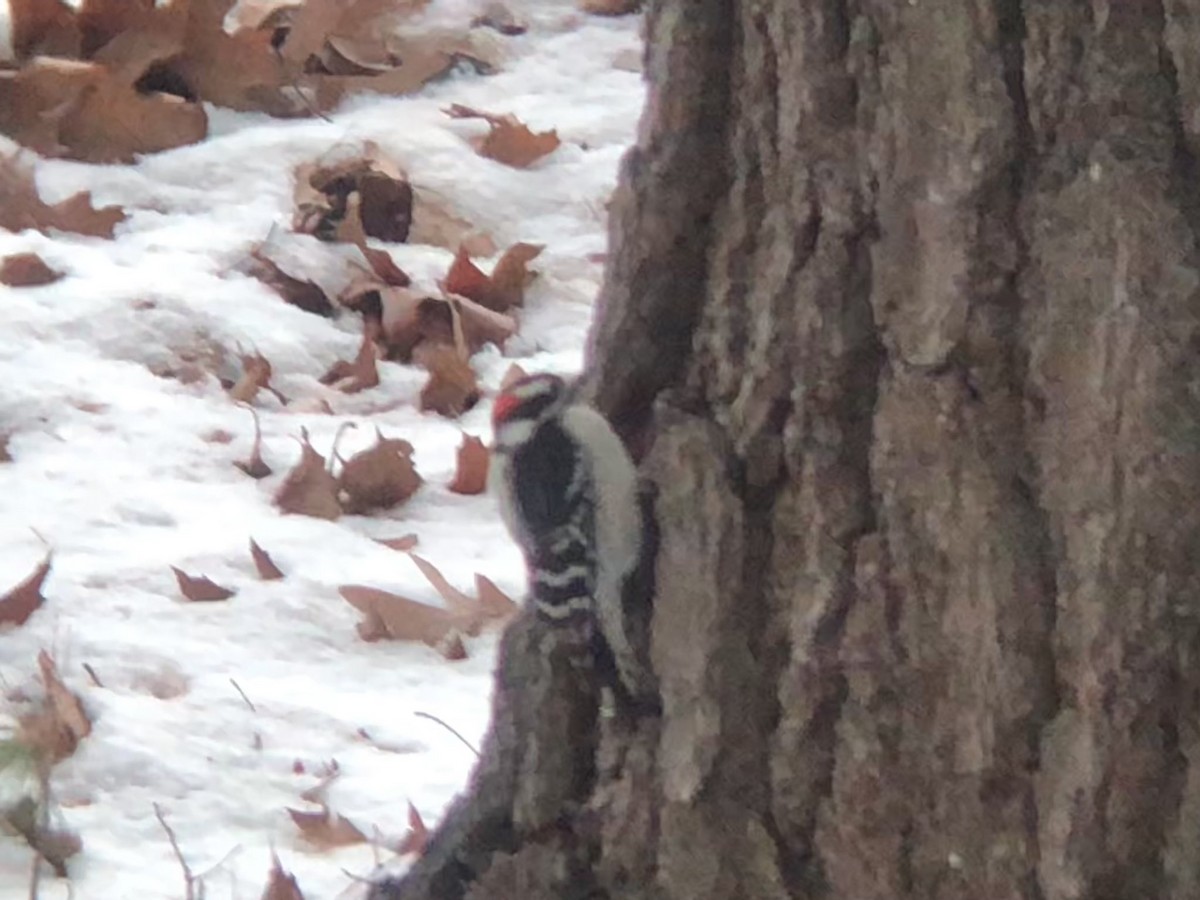 Downy Woodpecker - ML646481752