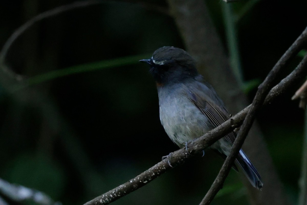 Rufous-gorgeted Flycatcher - ML646481754