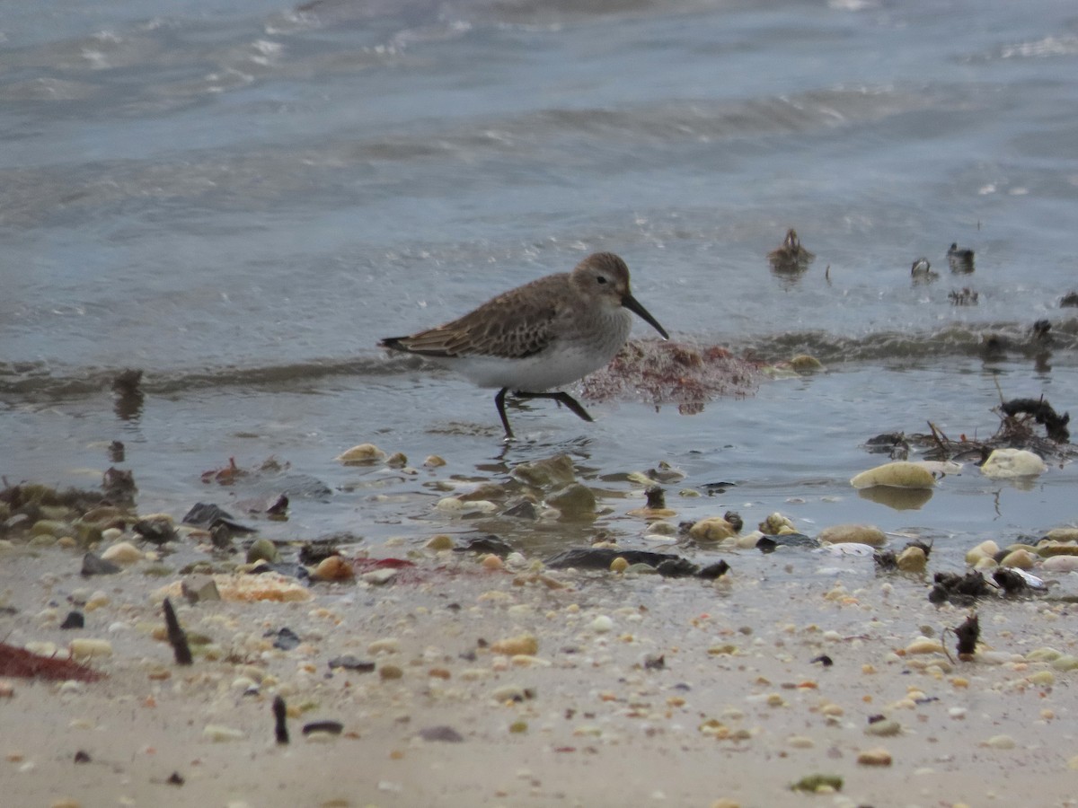 Побережник чорногрудий - ML646481755