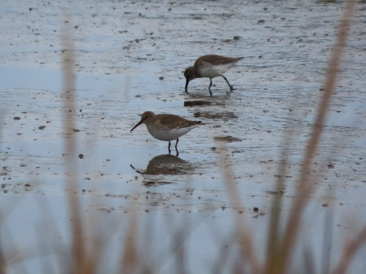 Побережник чорногрудий - ML646481756