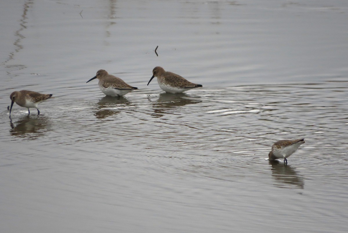 Побережник чорногрудий - ML646481757