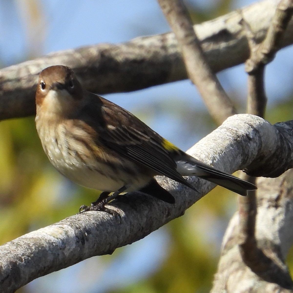 Yellow-rumped Warbler (Myrtle) - ML646481758