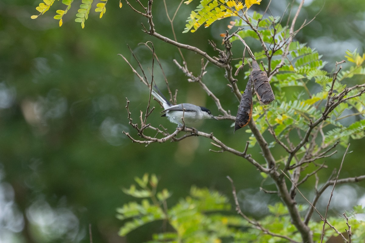 White-lored Gnatcatcher - ML646481759