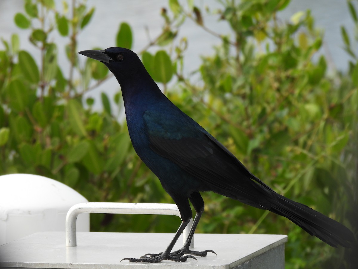 Boat-tailed Grackle - ML646481760
