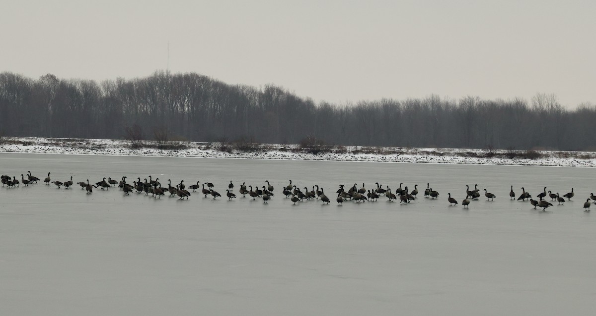 Canada Goose - ML646481761