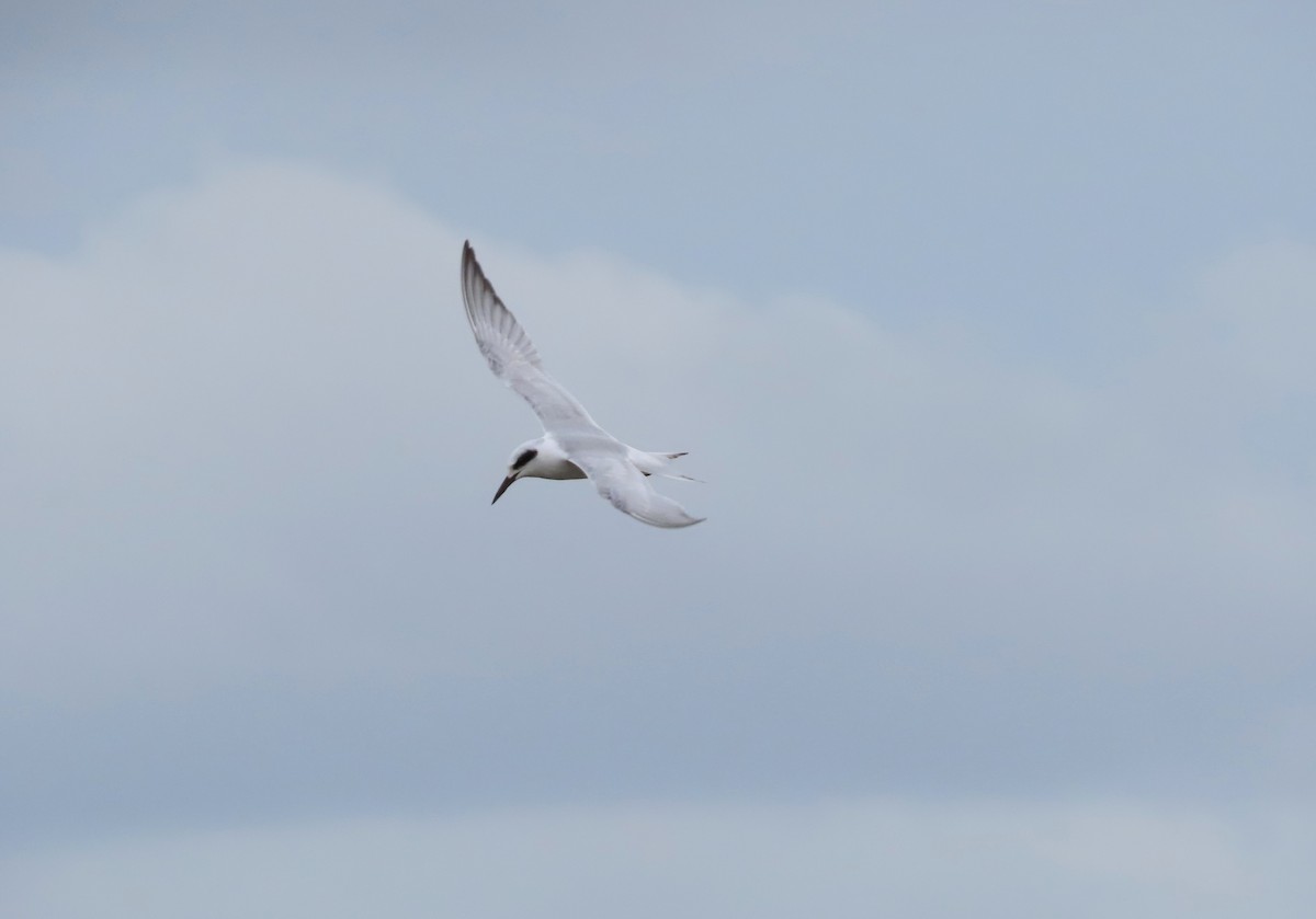 Крячок неоарктичний - ML646481763