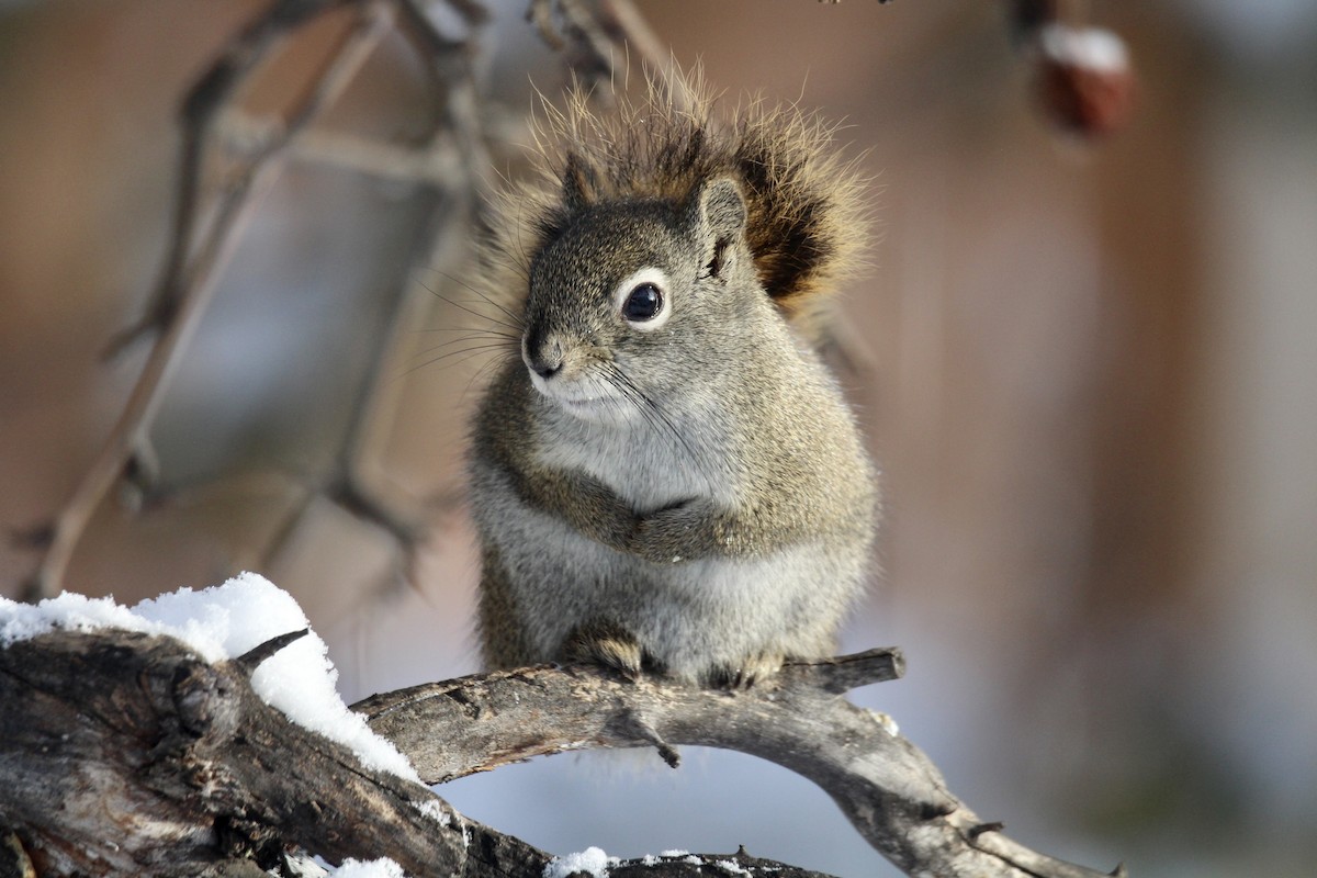 American Red Squirrel - ML646481764