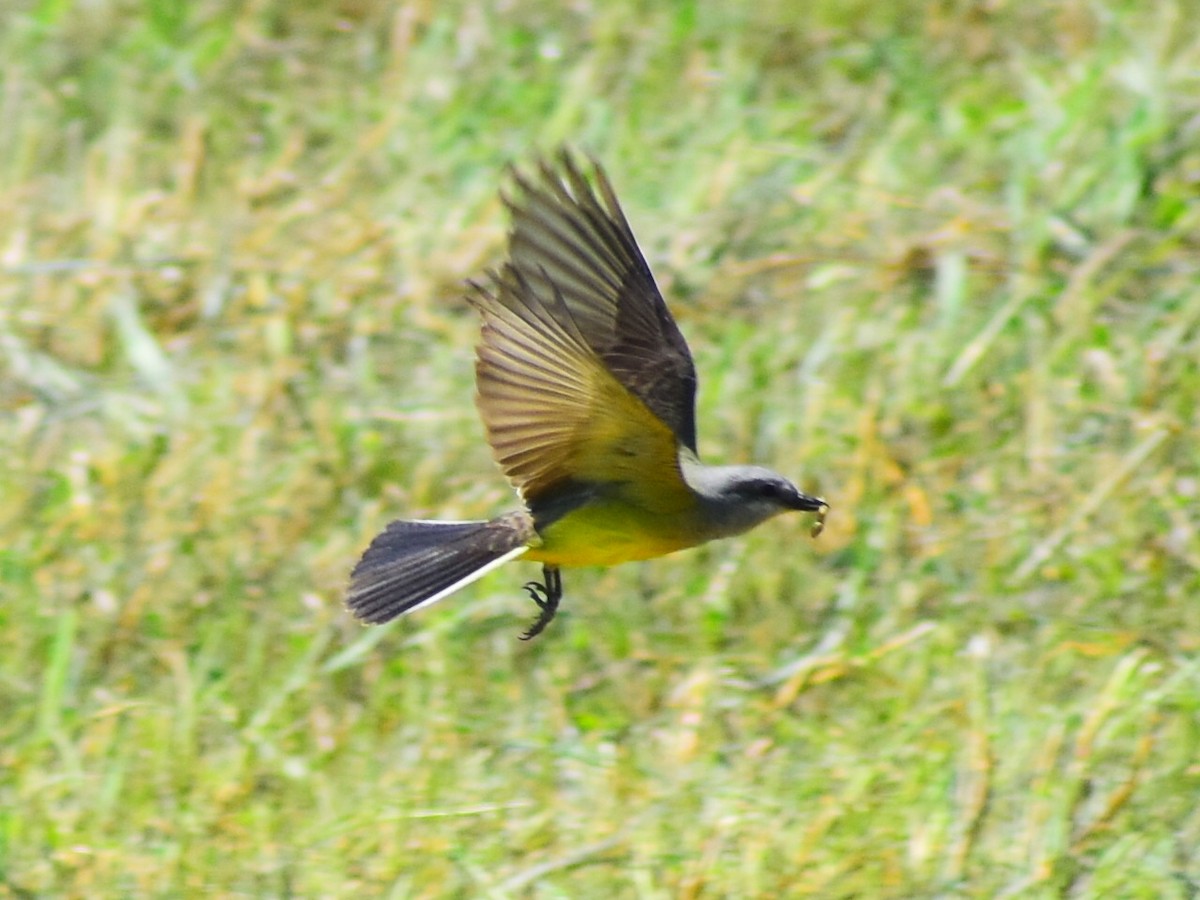 Western Kingbird - ML646481765