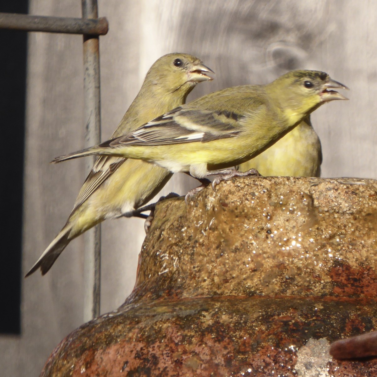 Lesser Goldfinch - ML646481766