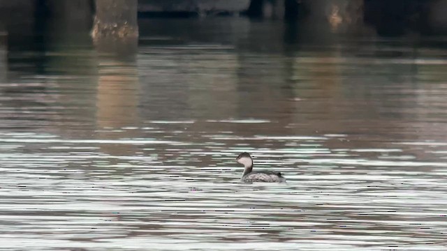Horned Grebe - ML646481767