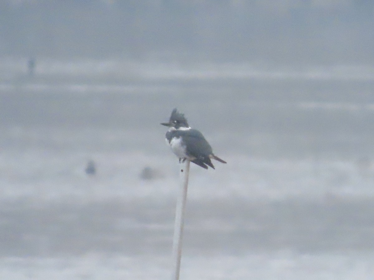 Belted Kingfisher - ML646481768