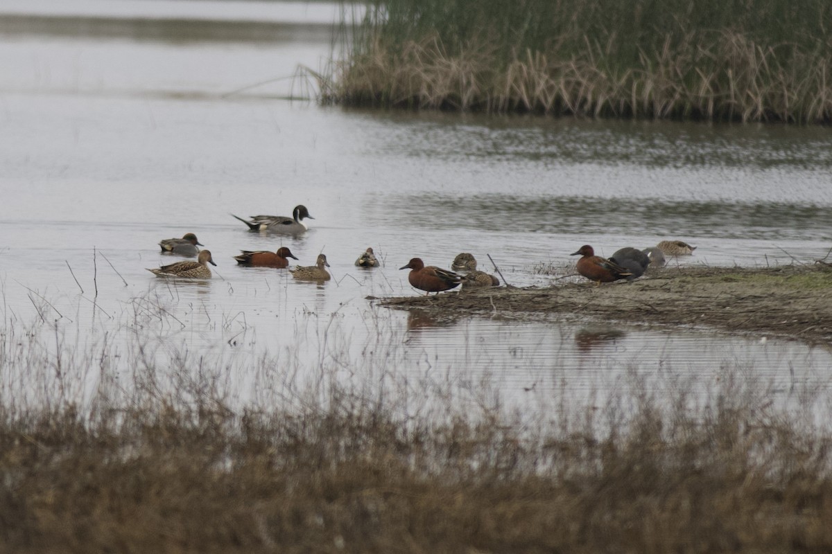 čírka skořicová - ML646481769