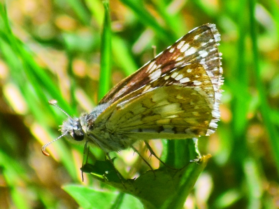 Common Checkered-Skipper - ML646481772
