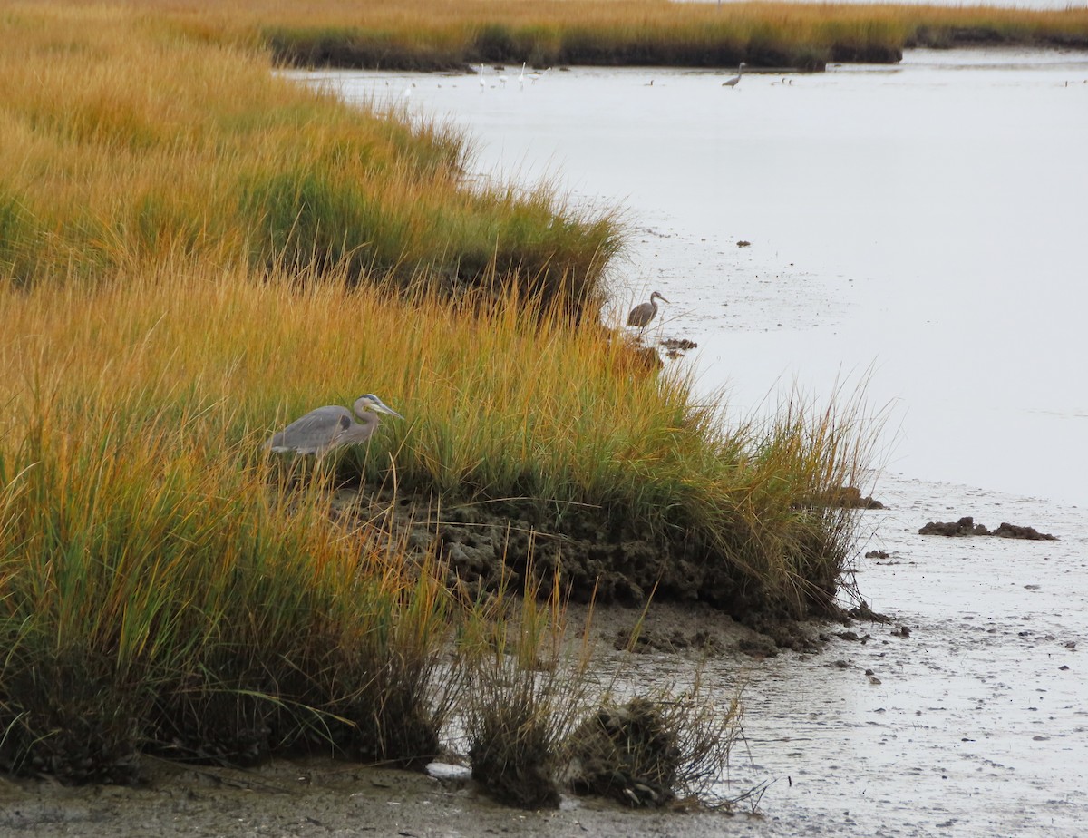 Чапля північна - ML646481774