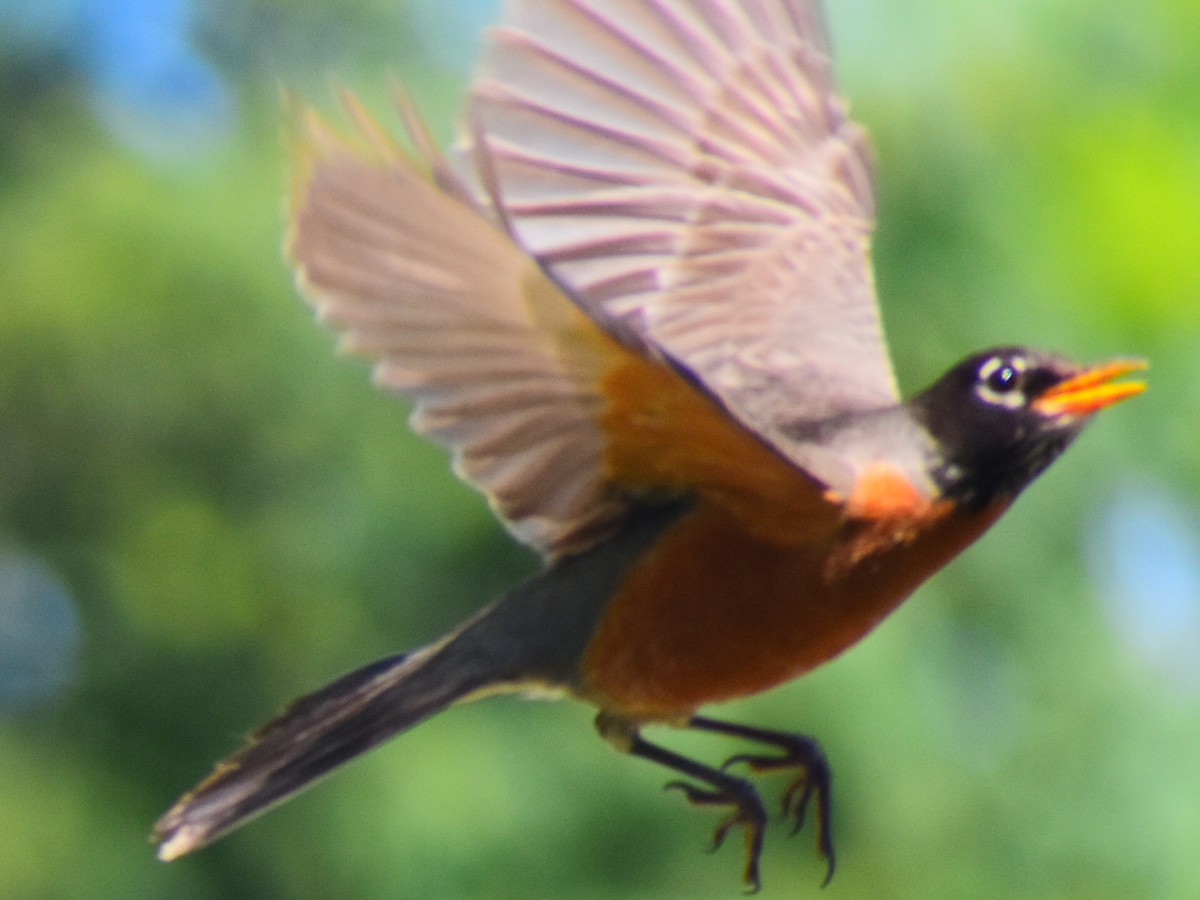 Göçmen Ardıç [migratorius grubu] - ML646481775