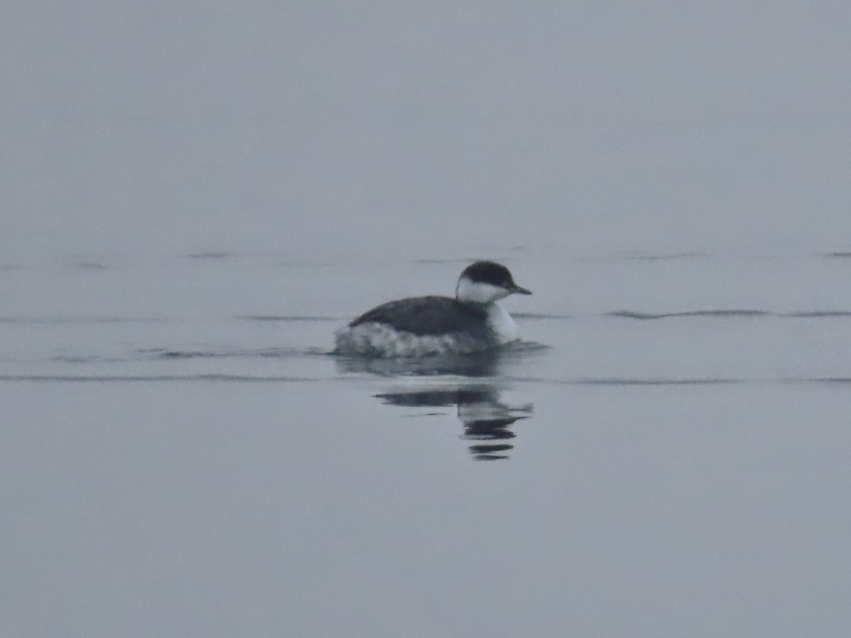 Horned Grebe - ML646481776