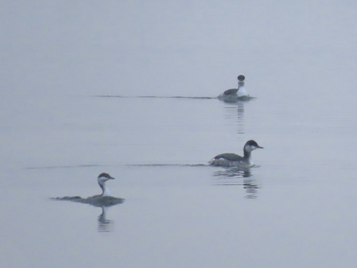Horned Grebe - ML646481777