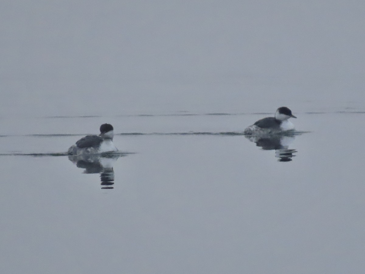 Horned Grebe - ML646481778