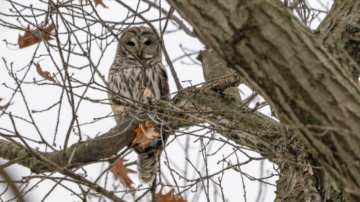 Barred Owl - ML646481779
