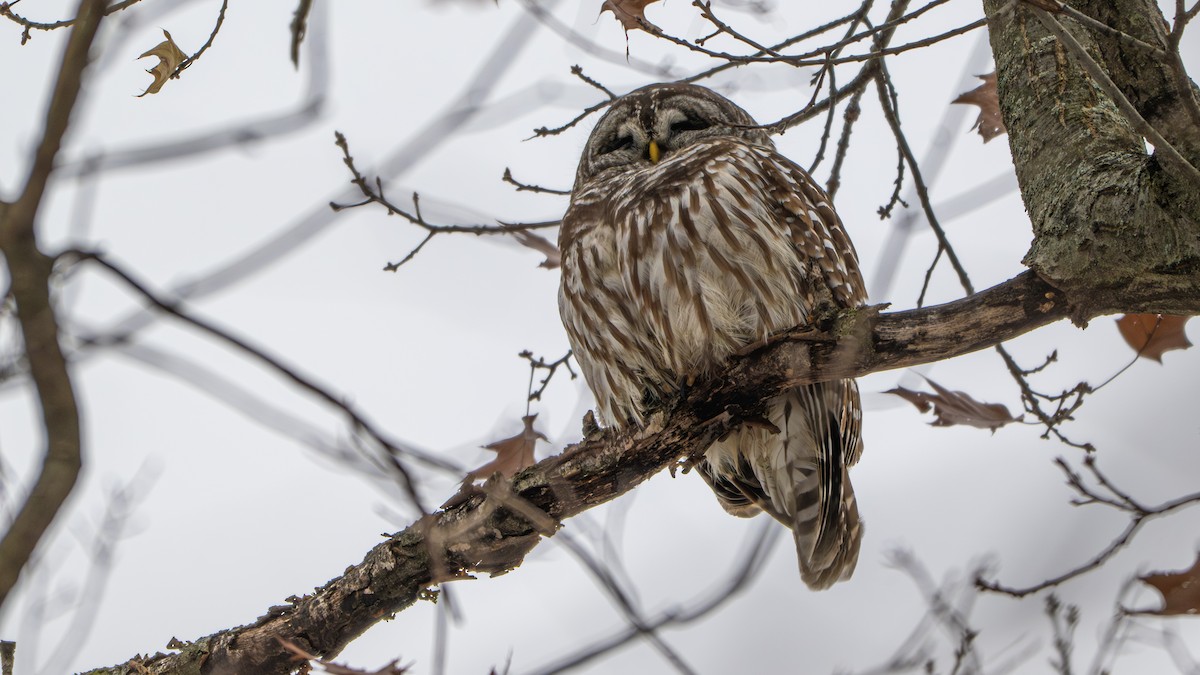 Barred Owl - ML646481780