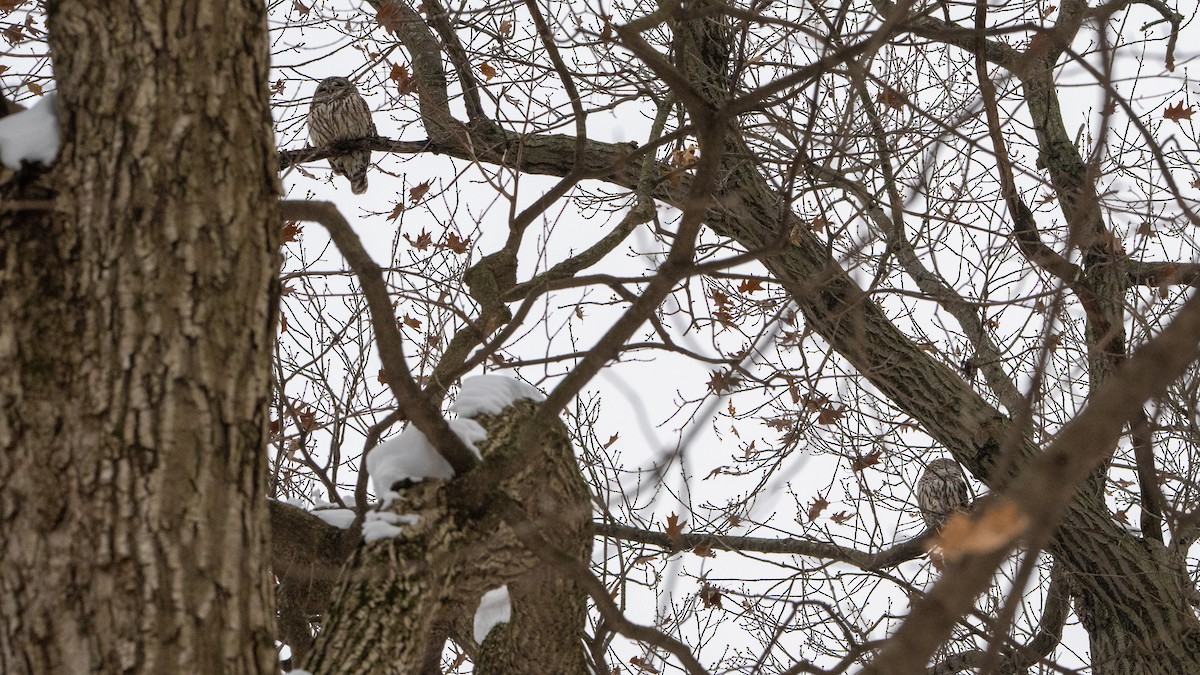 Barred Owl - ML646481781