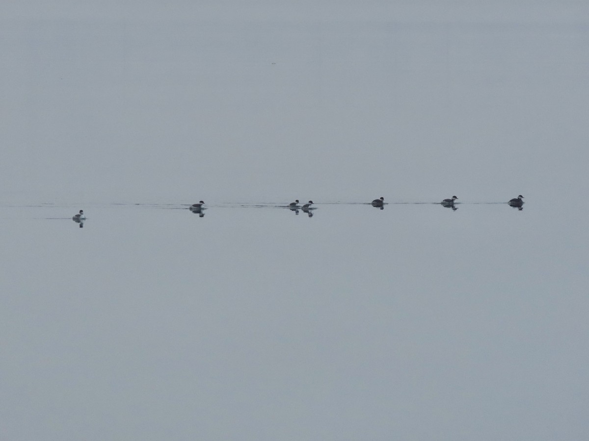 Horned Grebe - ML646481782