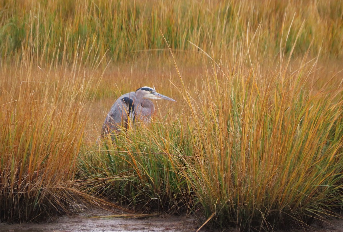 Чапля північна - ML646481783