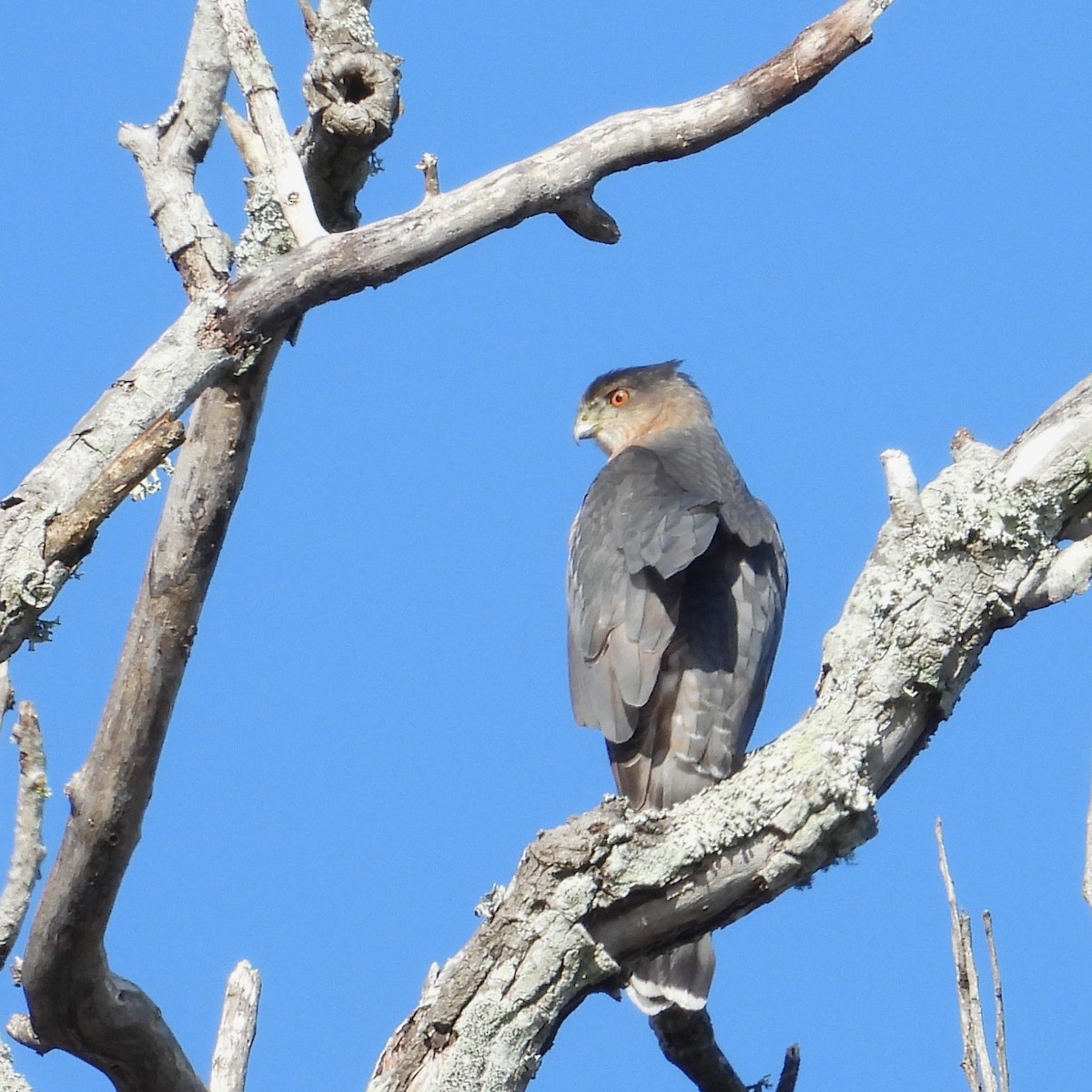 Cooper's Hawk - ML646481784