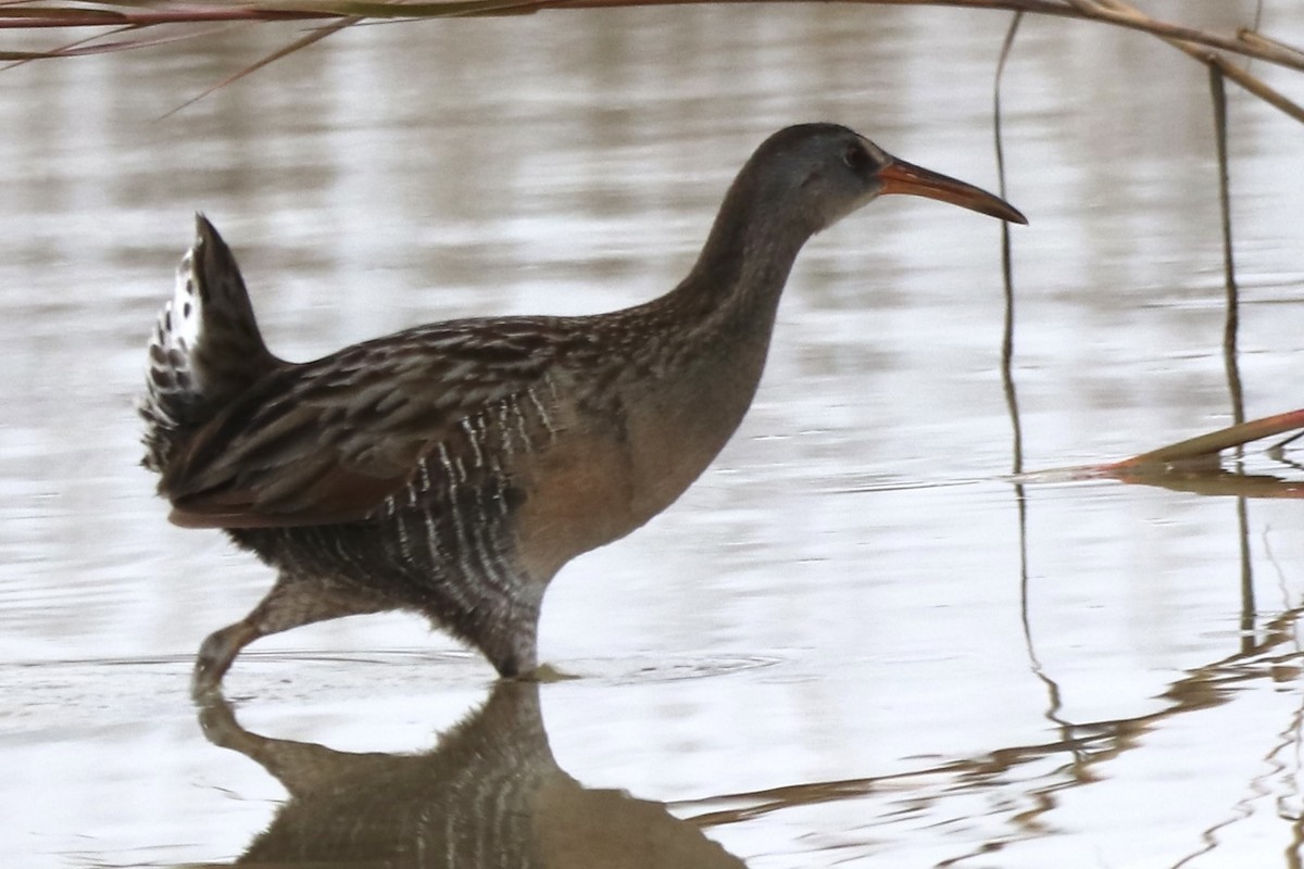 Alkışçı Sukılavuzu - ML646481787