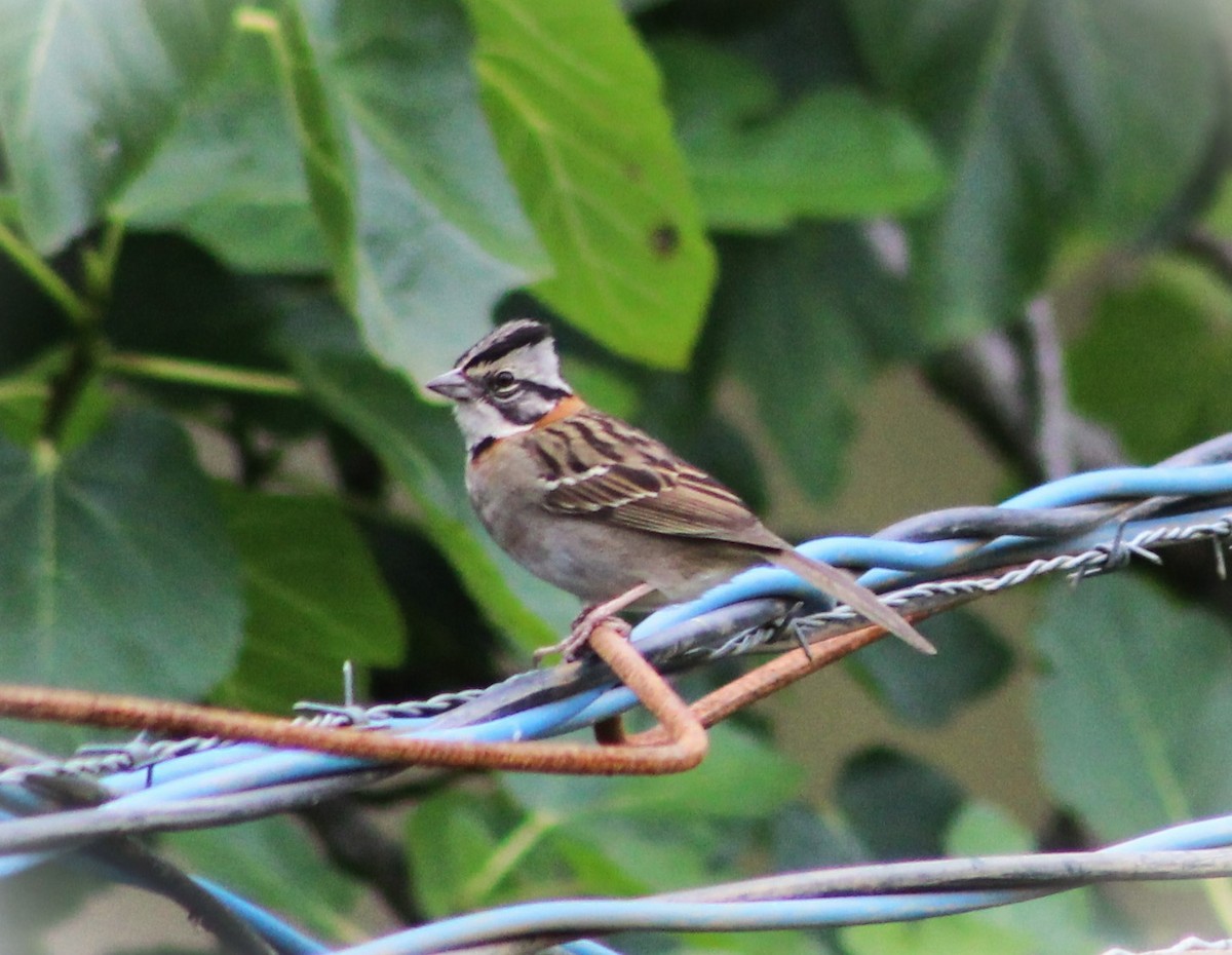 Rufous-collared Sparrow - ML646481788