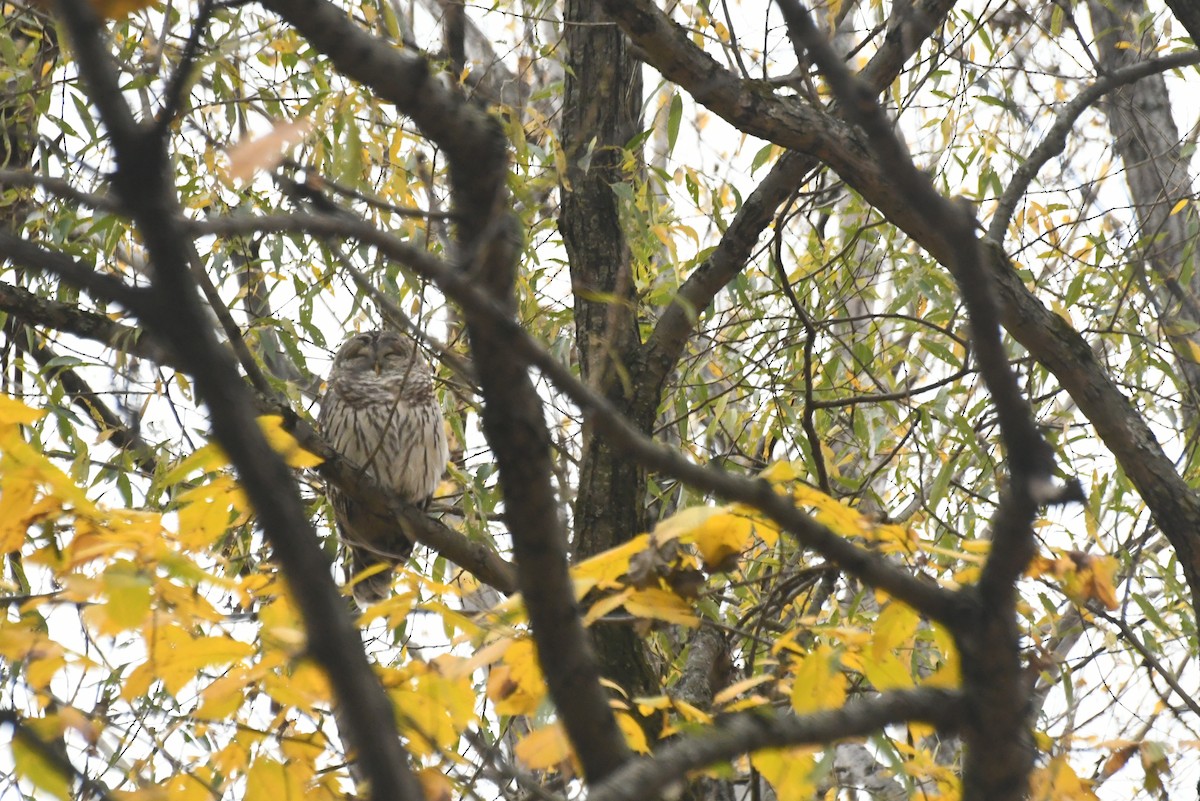 Barred Owl - ML646481789